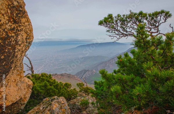 Obraz landscape with tree