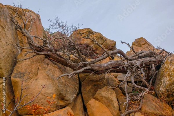 Obraz сухое дерево в горах