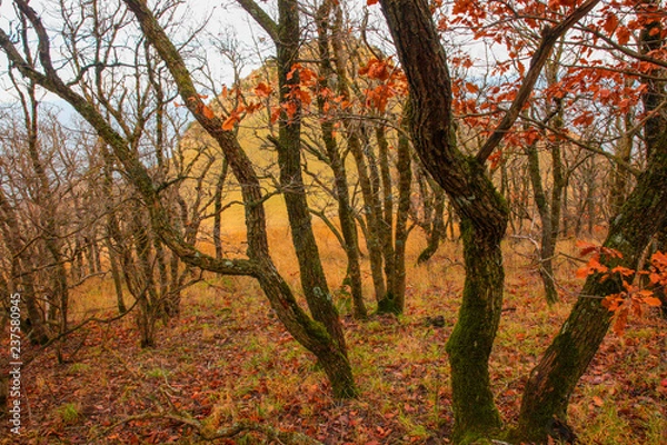 Obraz осень в лесу