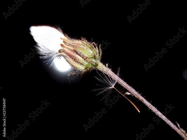 Fototapeta not open dandelion
