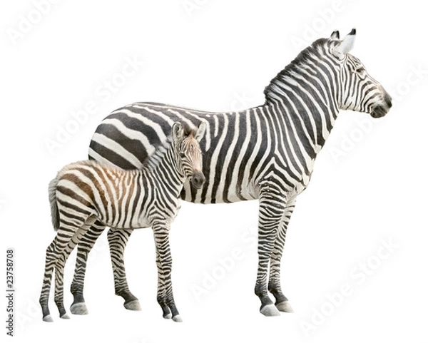 Obraz Zebra z wycięciem dla źrebaka