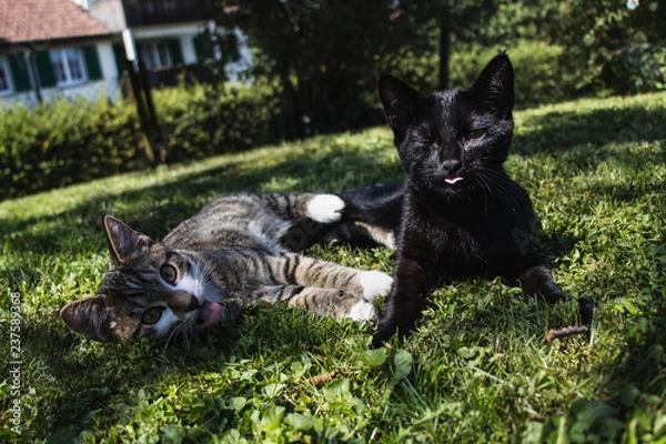 Obraz Katzen Brüder