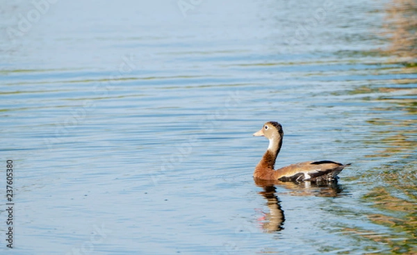 Fototapeta Black-bellied Whistling Duck (Dendrocygna autumnalis) Swims in a Small Pond in Punta de Mita, Nayarit, Mexico