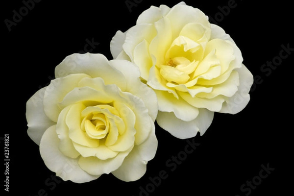 Obraz Yellow Roses against a black background