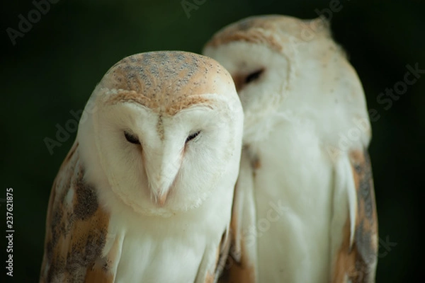 Obraz Barn owl