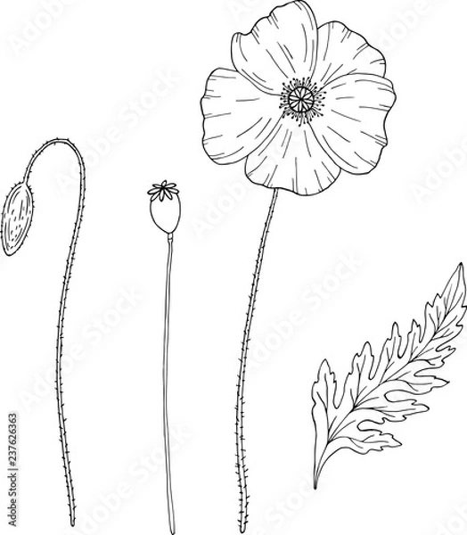 Fototapeta Poppy flower. Papáver. Stem and leaf. Elements for design. Hand drawn vector illustration. Monochrome black and white ink sketch. Line art. Isolated on white background. Coloring page
