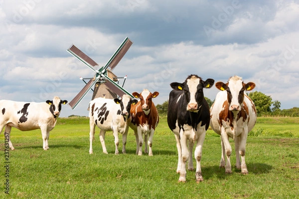 Fototapeta Cows in front of the Akkersloot windmill in Oud Ade in the Netherlands