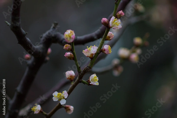 Fototapeta 西王母