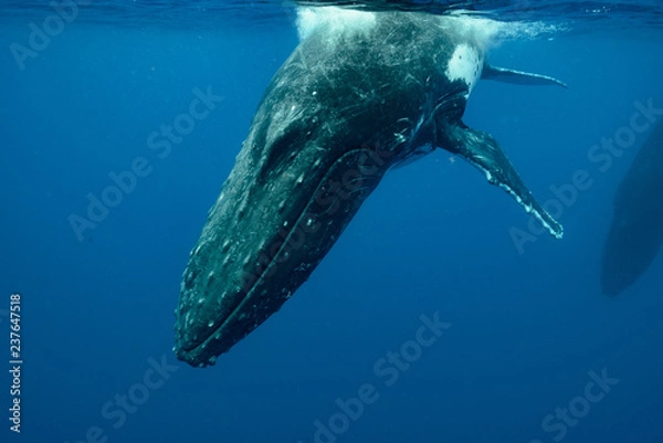 Obraz Humpback Whale, Tonga