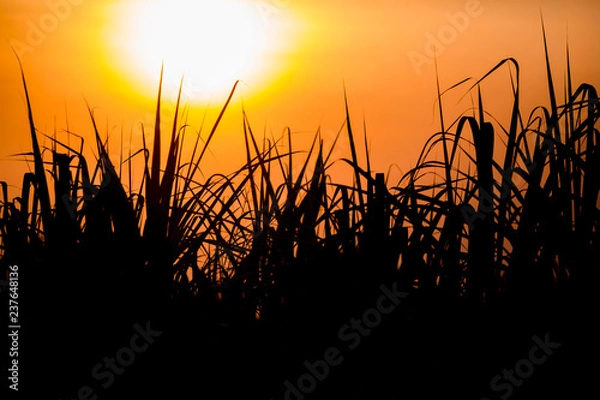 Obraz Sunset over sugar cane field.