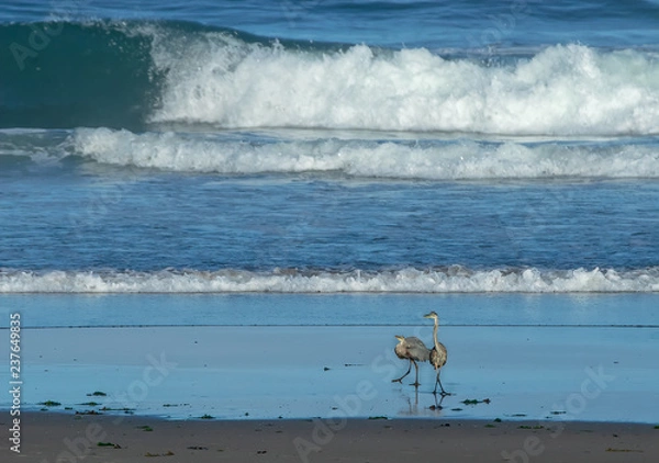 Fototapeta two mating blue herons on the beach