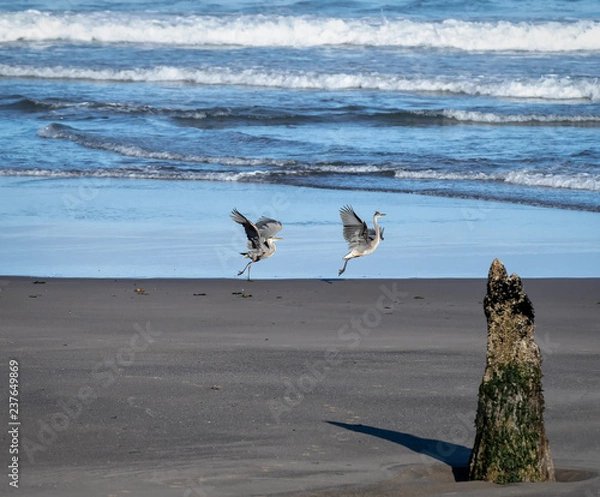 Obraz mating dance of two blue herons on the beach