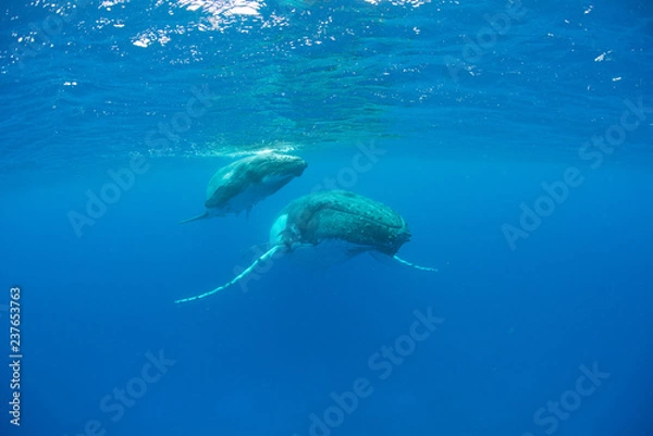 Obraz Humpback Whale, Tonga