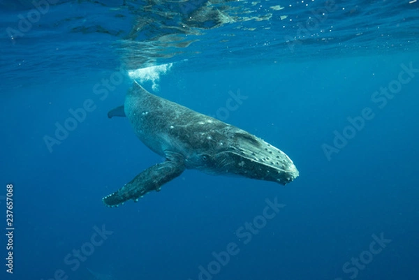 Obraz Humpback Whale, Tonga
