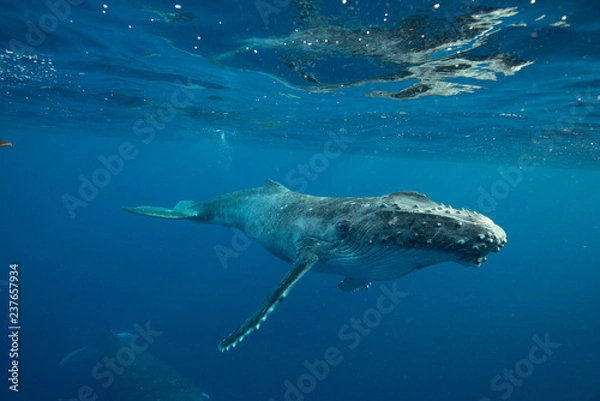 Obraz Humpback Whale