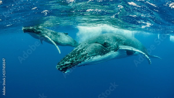 Obraz Humpback Whale