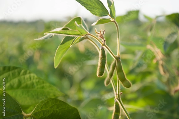 Obraz Young soybean pods in a soybean field on a sunny day.