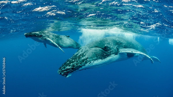 Obraz Humpback Whale