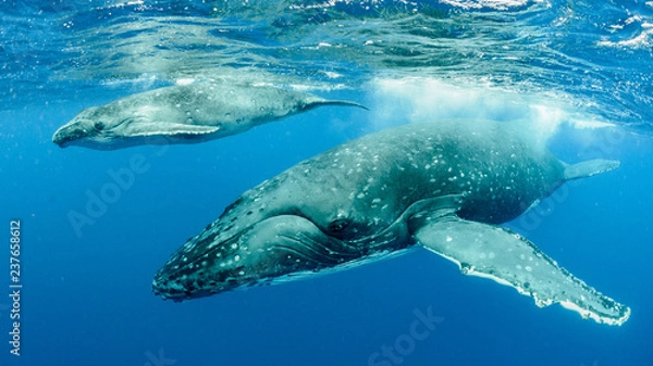 Fototapeta Humpback Whale