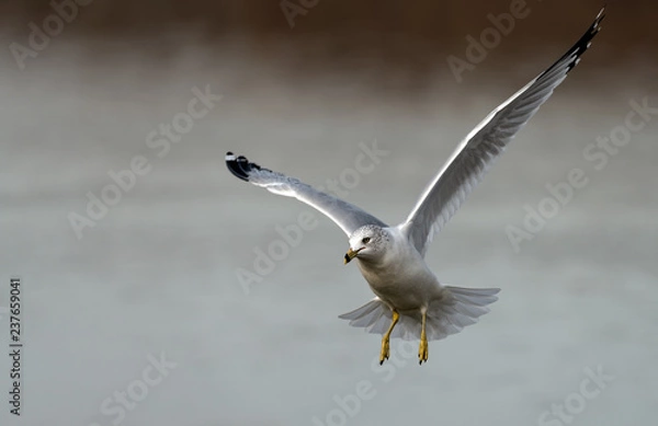 Obraz seagull in flight