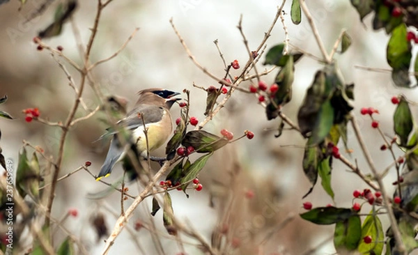 Obraz Beautiful cedar waxwing bird. 