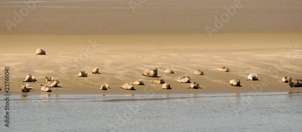Fototapeta Robbenkank
