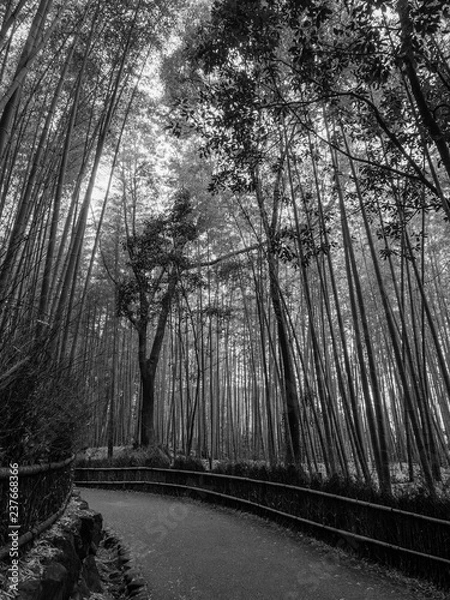 Obraz Arashiyama Bamboo Grove