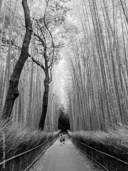 Obraz Arashiyama Bamboo Grove