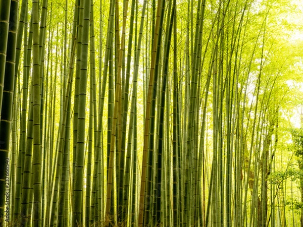 Obraz Arashiyama Bamboo Grove