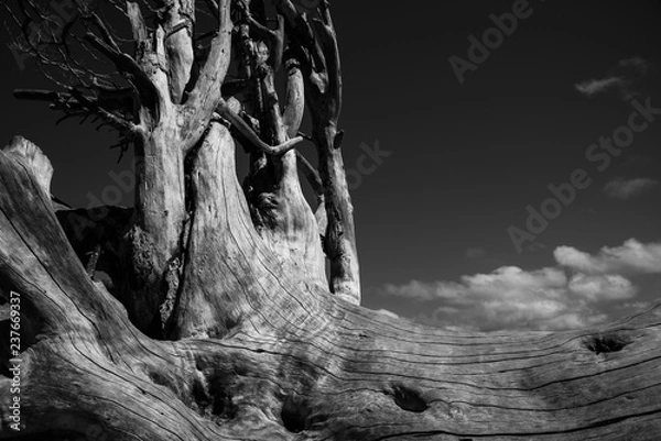 Obraz Dead tree trunk