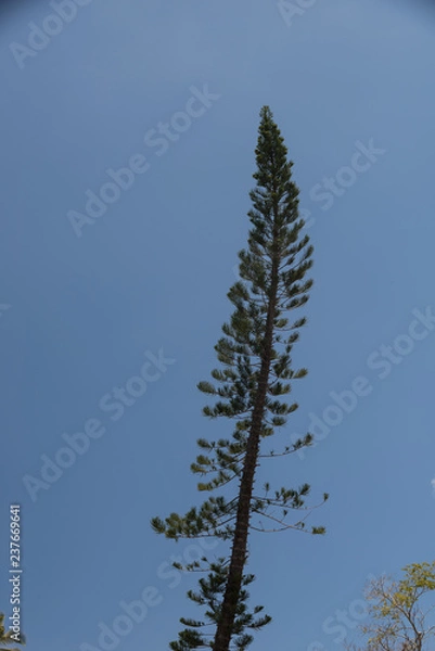 Obraz Norfolk Island Pine