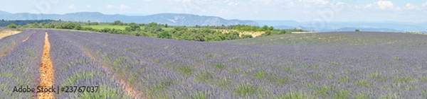 Obraz lavandes à Valensole