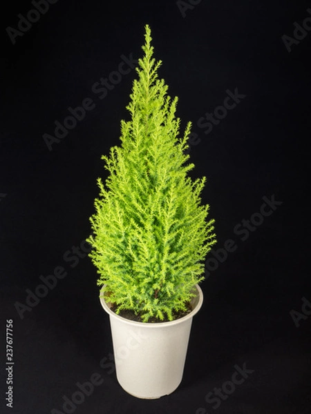 Obraz Gold crest in white pot - black background
