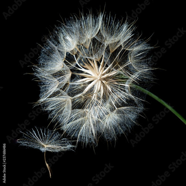 Fototapeta Pusteblume
