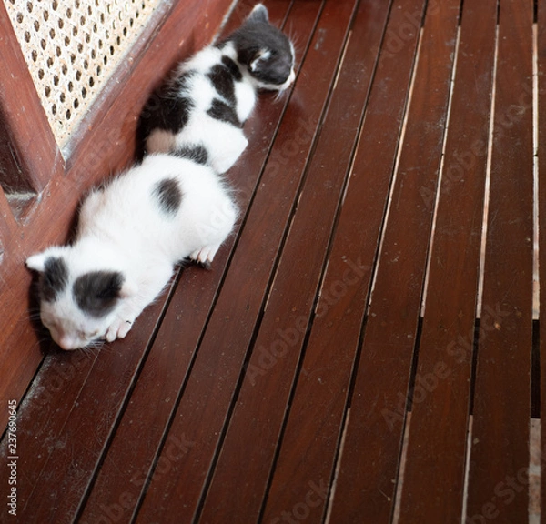 Obraz dirty sleeping kittens