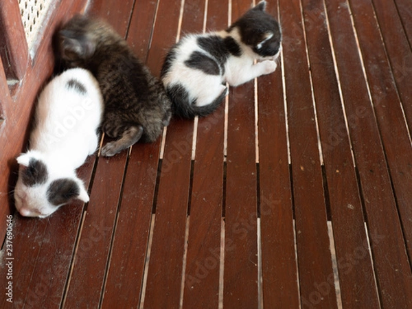 Obraz dirty sleeping kittens