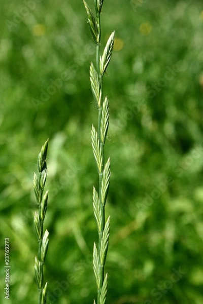Obraz Deutsches Weidelgras