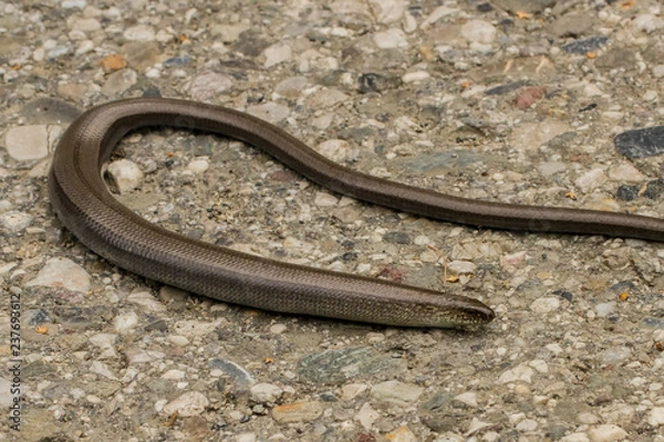Fototapeta Blindschleiche