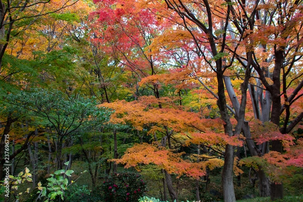 Obraz 紅葉の写真