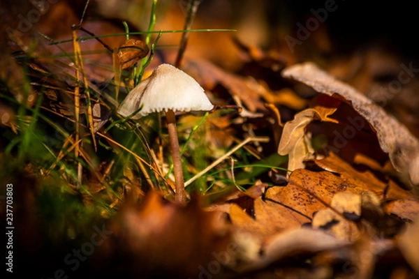 Obraz Mushroom growing in the autumn forest near old log.