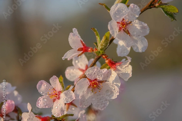 Fototapeta cherry blossom