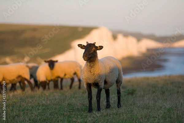 Obraz Sheeps in the Seven sisters country park