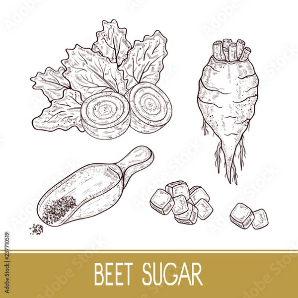 Fototapeta Sugar beet. Root, leaves, sugar, scoop. Set. Sketch. Monophonic.
