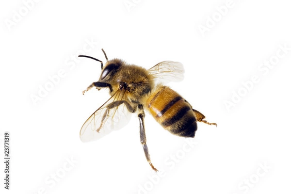 Obraz Pszczoła, apis mellifera