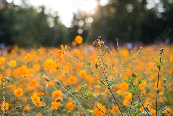 Fototapeta 아름다운 꽃듯