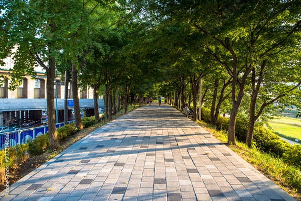 Fototapeta 맑은 가로수길