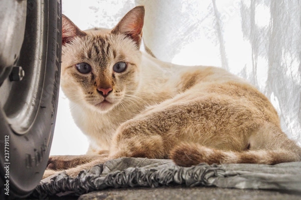 Obraz OLYMPUS DIGITAL CAMERA