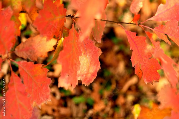 Obraz Goldener Herbst_2