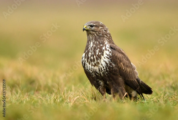 Fototapeta Common buzzard (Buteo buteo)