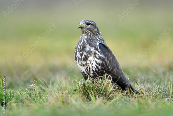 Obraz Common buzzard (Buteo buteo)